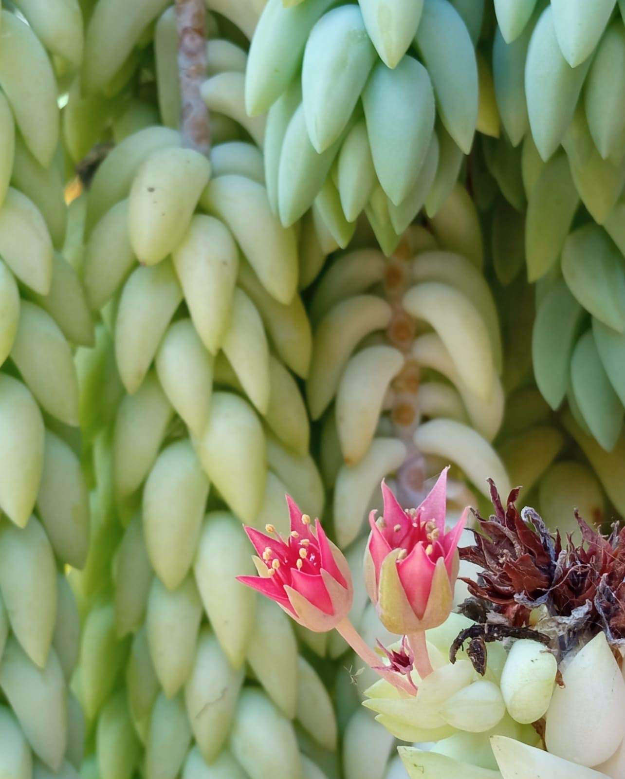 Sedum morganianum